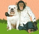 ขำกลิ้ง ลิงกับหมา 3 DVD